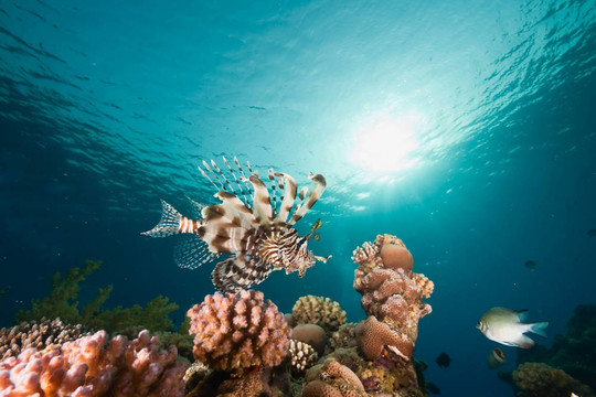 海洋；太陽和獅子魚