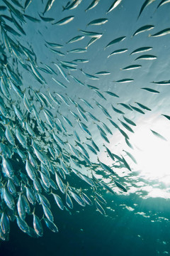 海洋；太陽和條紋的魚