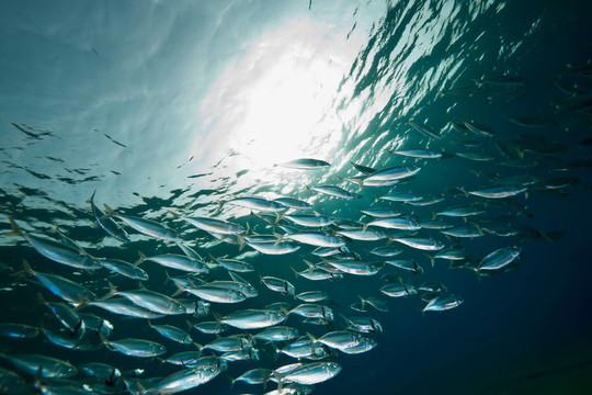 海洋；太陽和條紋的魚