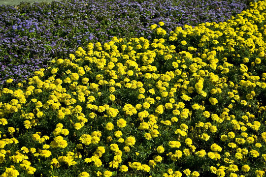 黃丁香花