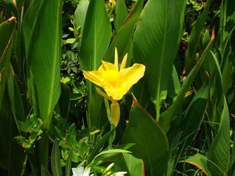 美人蕉花