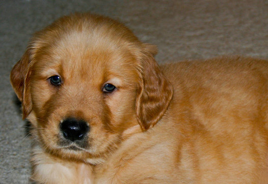 K-9 kutie