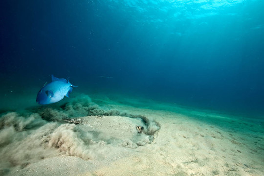 海洋；太陽和porcupine ray