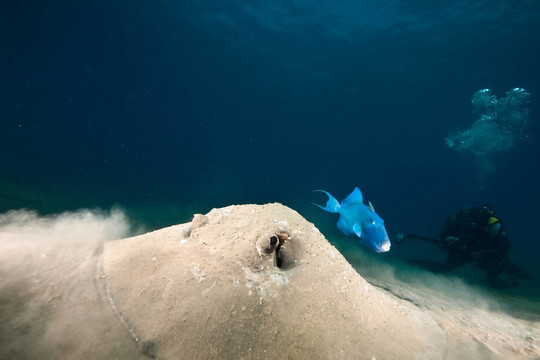 海洋；太陽和porcupine ray
