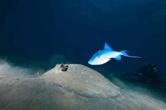 海洋；太陽和porcupine ray