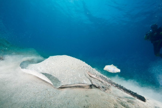 海洋；太陽和porcupine ray