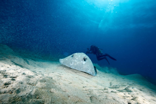 海洋；太陽和porcupine ray