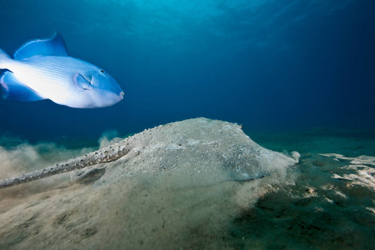 海洋；太陽和porcupine ray