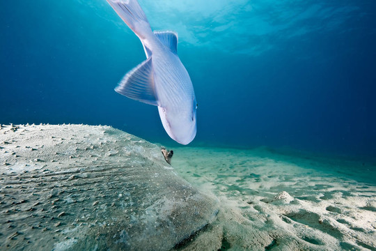 海洋；太陽和porcupine ray