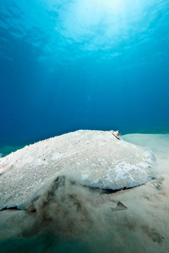 海洋；太陽和porcupine ray