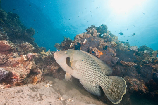 海洋；太陽和napoleonfish