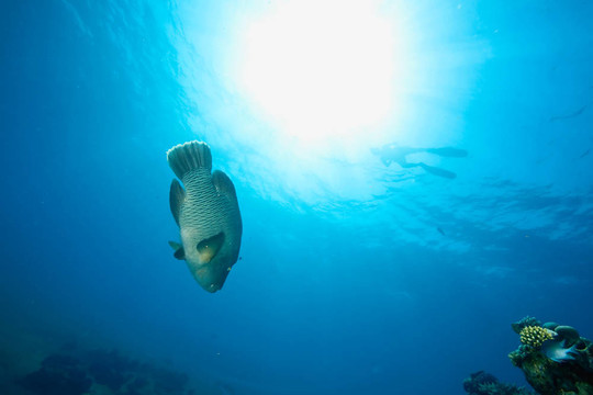 海洋；太陽和napoleonfish