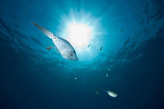 海洋；太陽和馬面