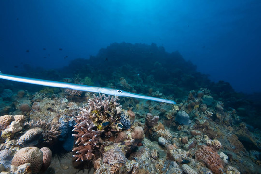 海洋；太陽和煙管魚