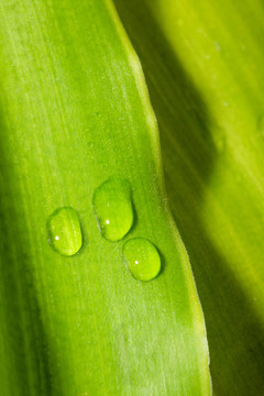水滴綠