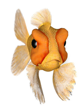 憤怒的金魚