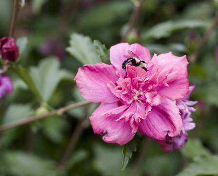 蜜蜂在Althea