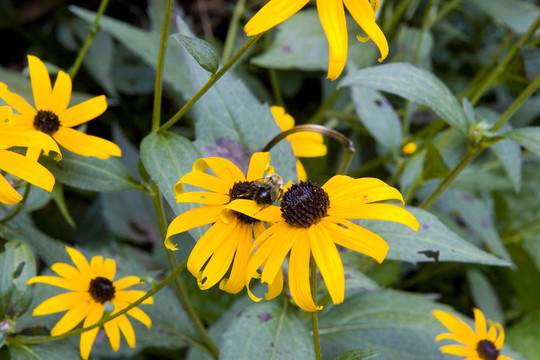 Black Eyed Susan上的蜜蜂