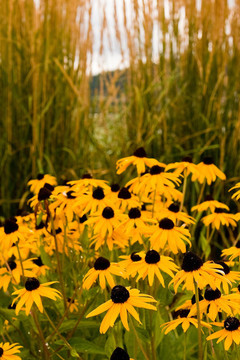 海燕麥Brown Eyed Susans