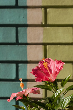 磚坯在芙蓉