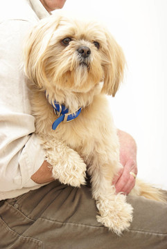 拿著Shih Tzu