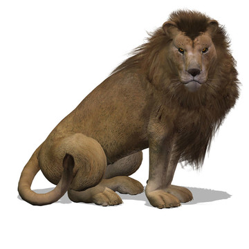 大貓雄獅