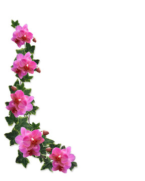 蘭花和常春藤邊境