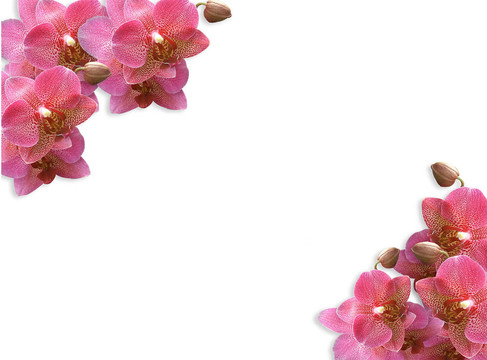 蘭花角邊粉