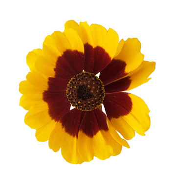 白花花