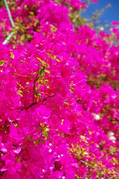 bougainvilla
