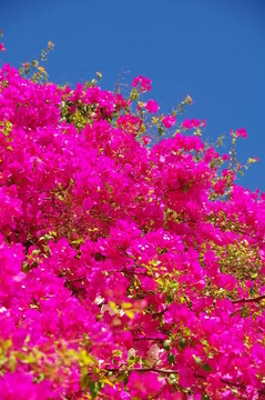 bougainvilla