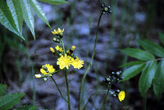 yekkow山柳菊