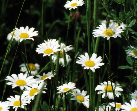 Oxeye Daisy h-3513