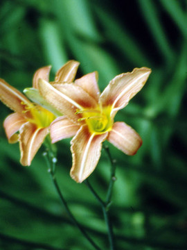 黃花菜g-1577