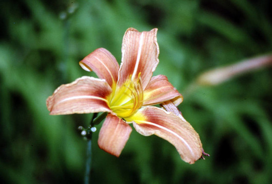 黃花菜g-1576