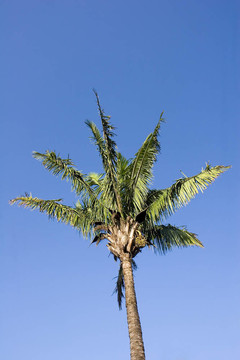 棕櫚樹(shù)藍(lán)天