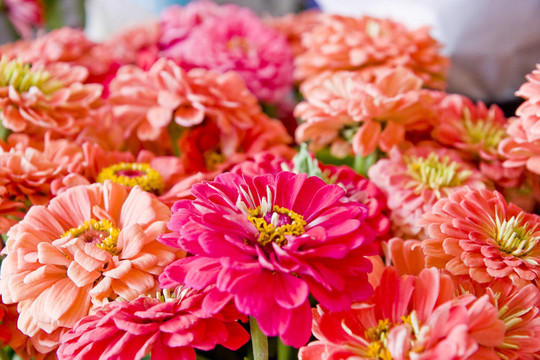 粉紅和Orange Flowers