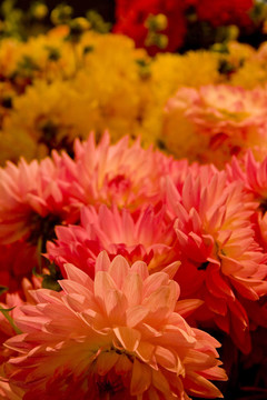 Pink Flowers和Yellow Flowers