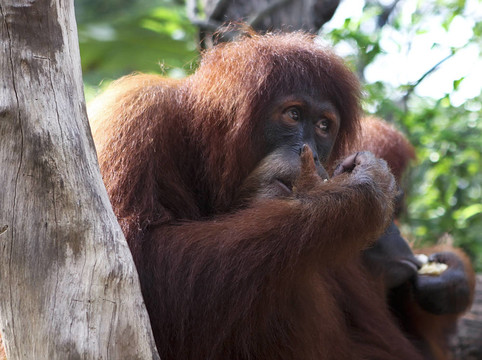 密切了靈長(zhǎng)類動(dòng)物的國(guó)王的肖像；Orangut