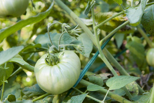 豐滿的Green Tomato