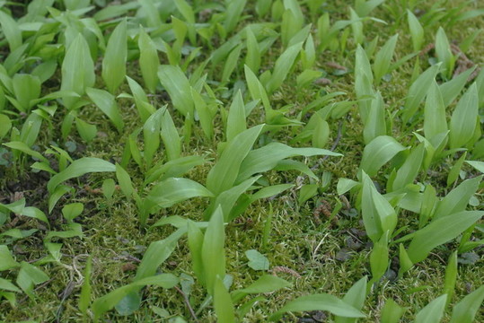 大蒜