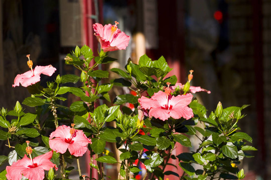 店面的芙蓉