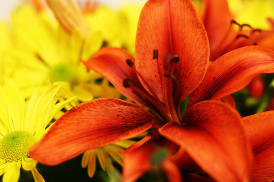 虎百合和雛菊