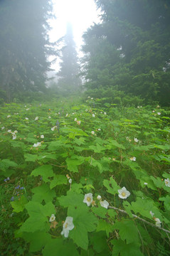 森林深處