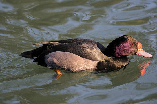 男性紅潤的嘴潛鴨
