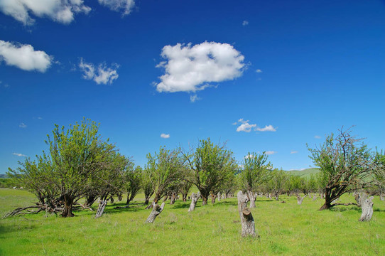 農(nóng)村的春天的鄉(xiāng)村