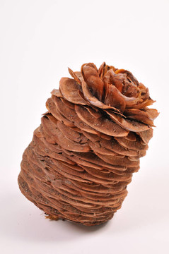 松樹(shù)的球果