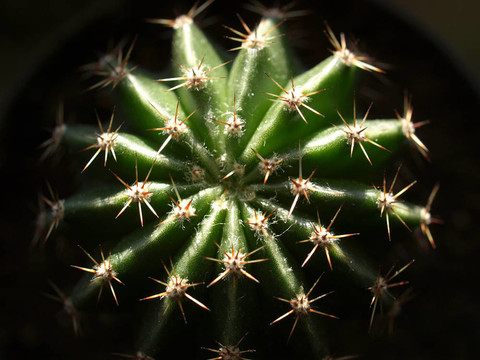 肉質(zhì)植物觀賞仙人掌胖了