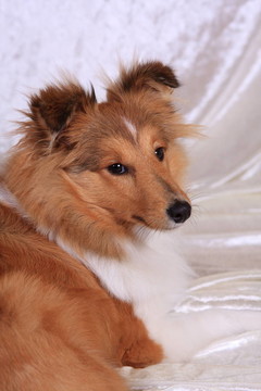 喜樂蒂牧羊犬回頭