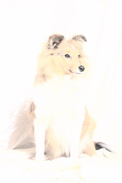 喜樂(lè)蒂牧羊犬坐